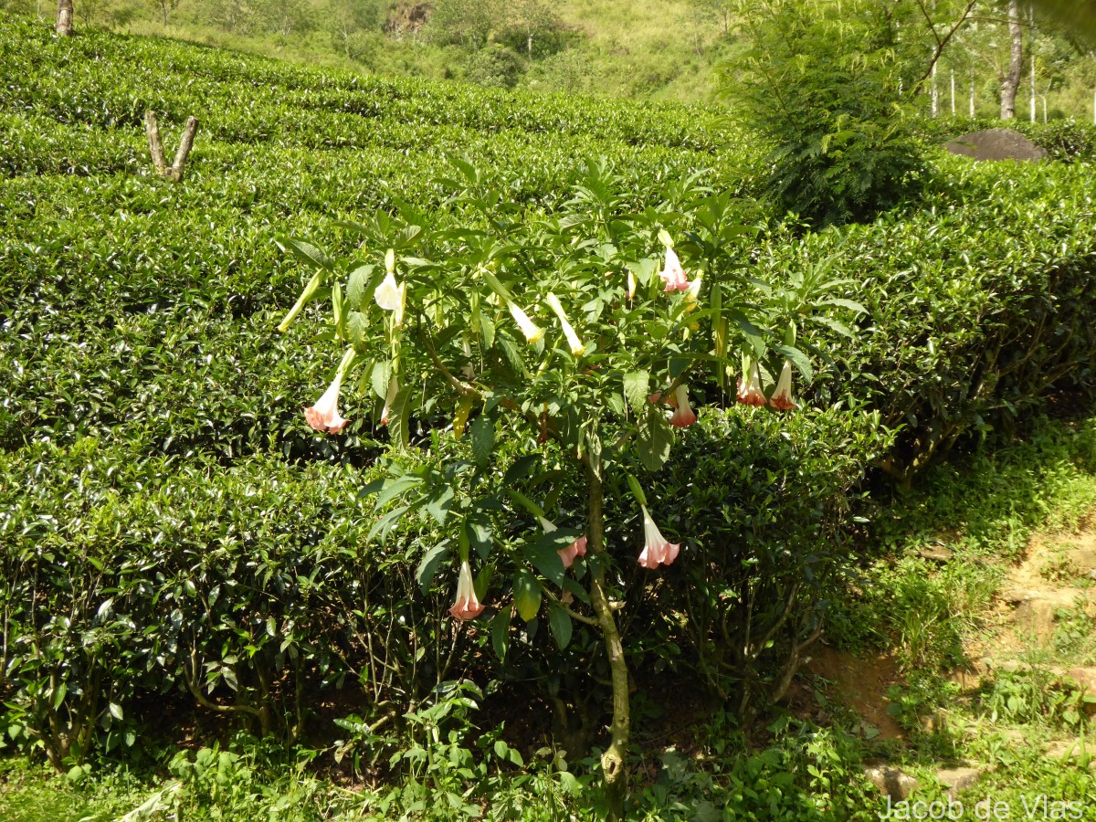 Brugmansia suaveolens (Humb. & Bonpl. ex Willd.) Sweet